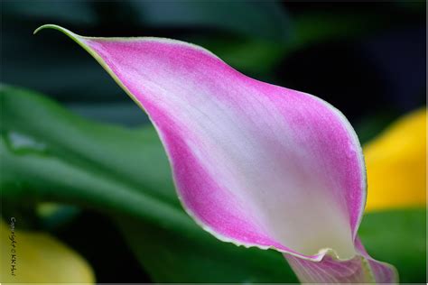 馬蹄蘭 花語|鮮花趣聞：Calla Lily馬蹄蓮 